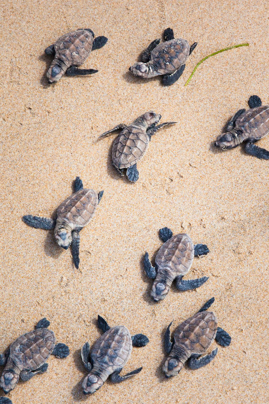 Nihiwatu Resort, Indonesia