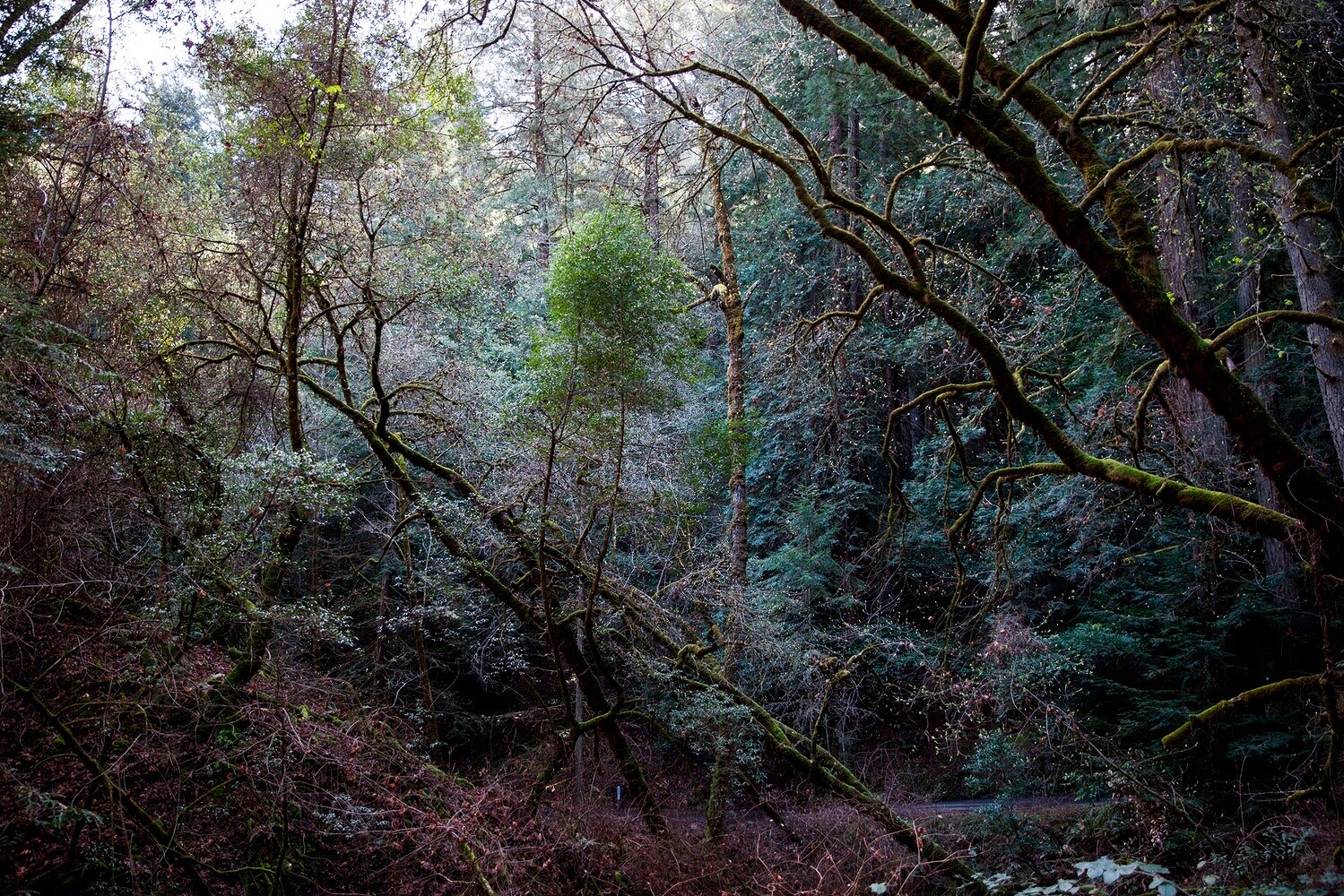 Meadowood – Napa Valley Cookbook