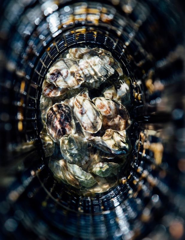 Cheers to the Publican