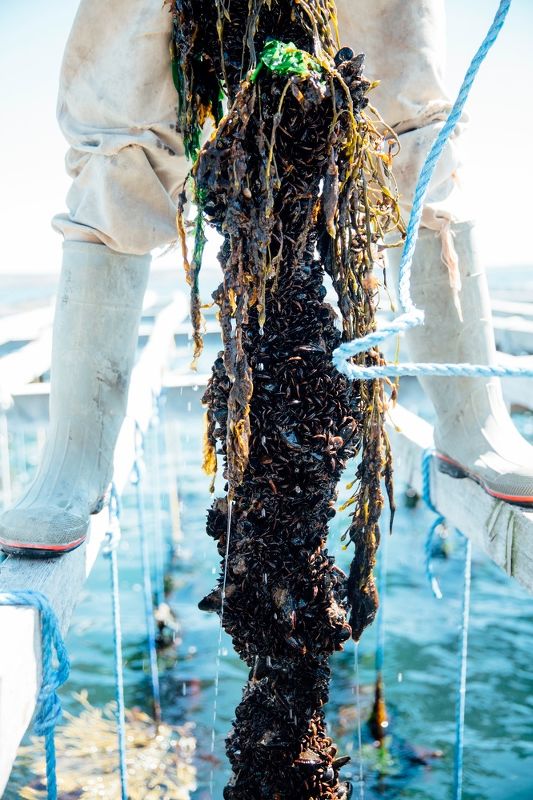 Cheers to the Publican