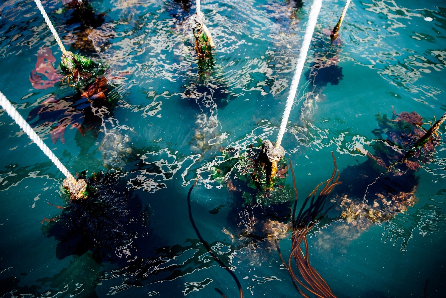 Cheers to the Publican