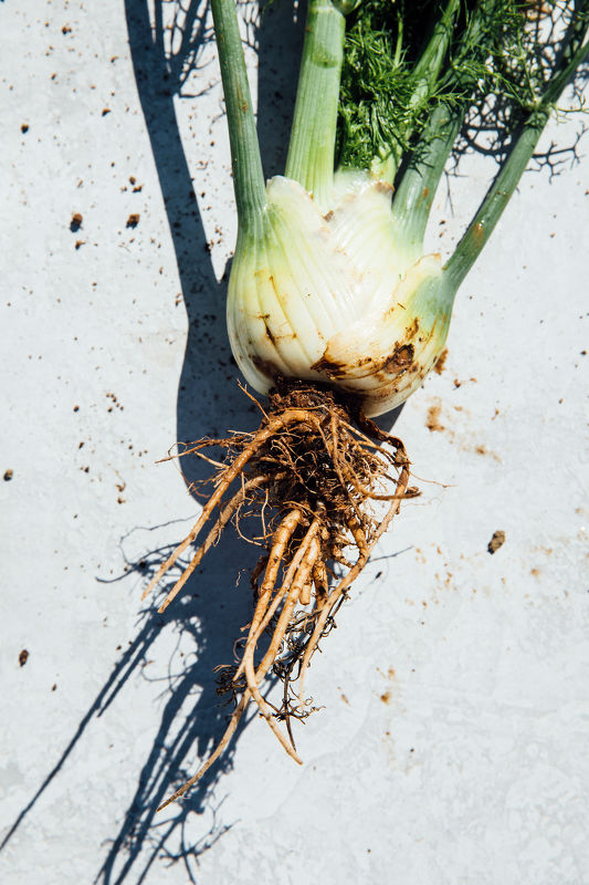 Flavors of California