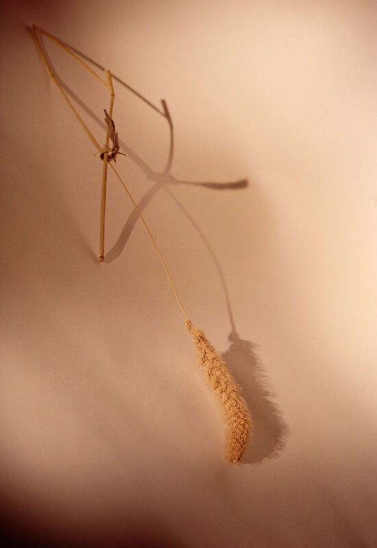 The Lissome Magazine