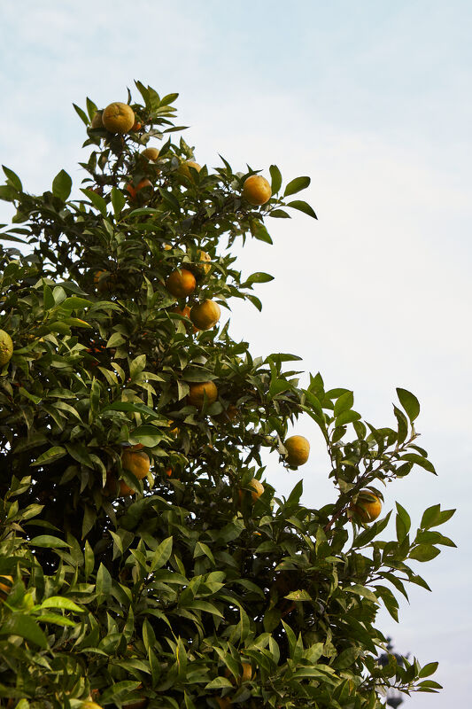Chasing Smoke: Cooking Over Fire Around the Levant