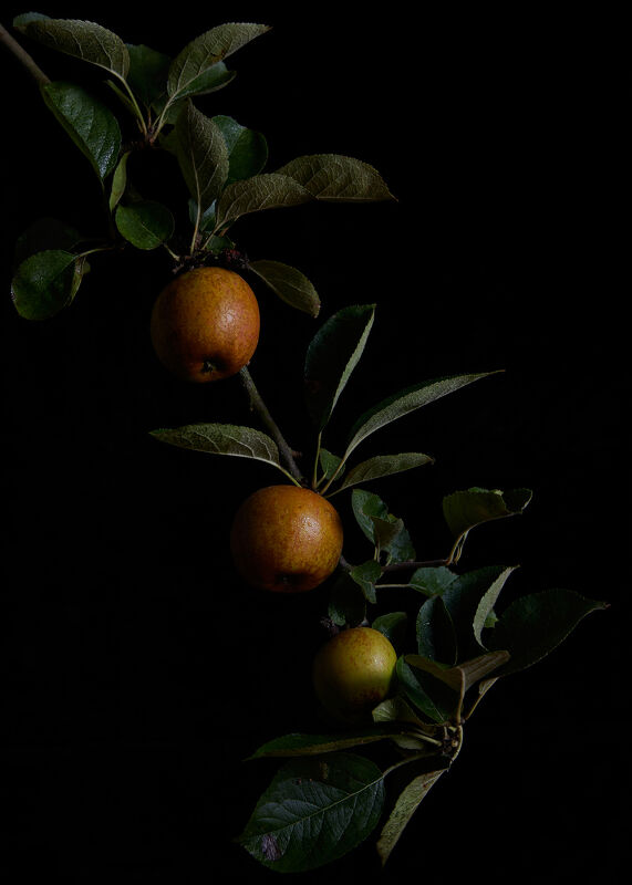 Fruit Still Life