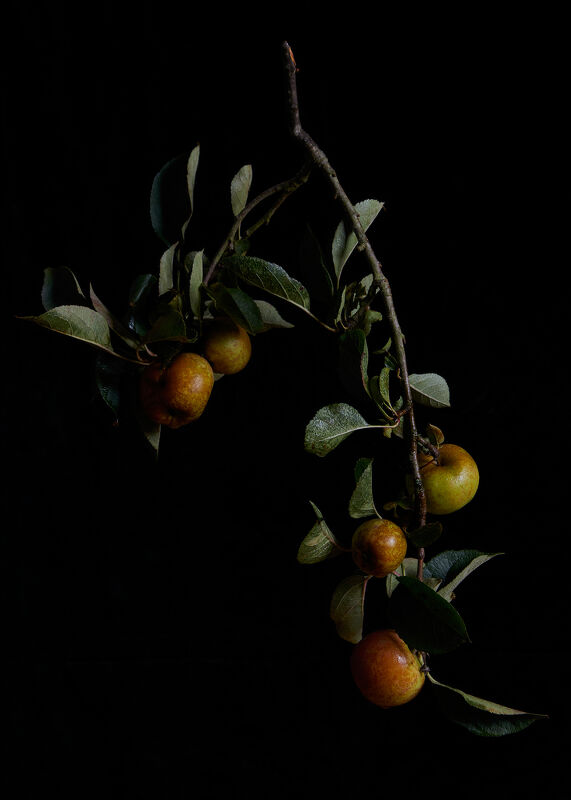 Fruit Still Life