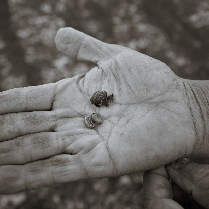 Not Bored Coffee Farmers