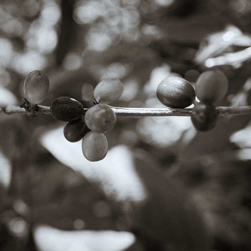 Not Bored Coffee Farmers