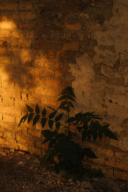 Richard Hart Cookbook