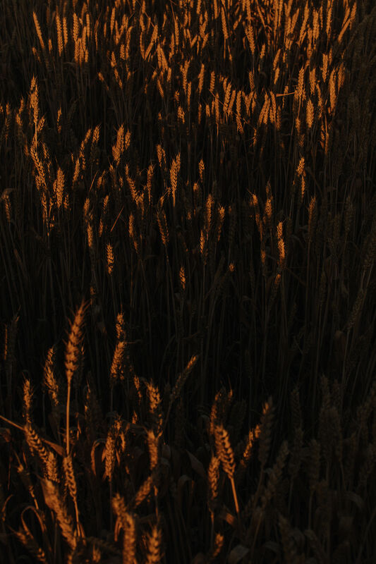 Richard Hart Cookbook