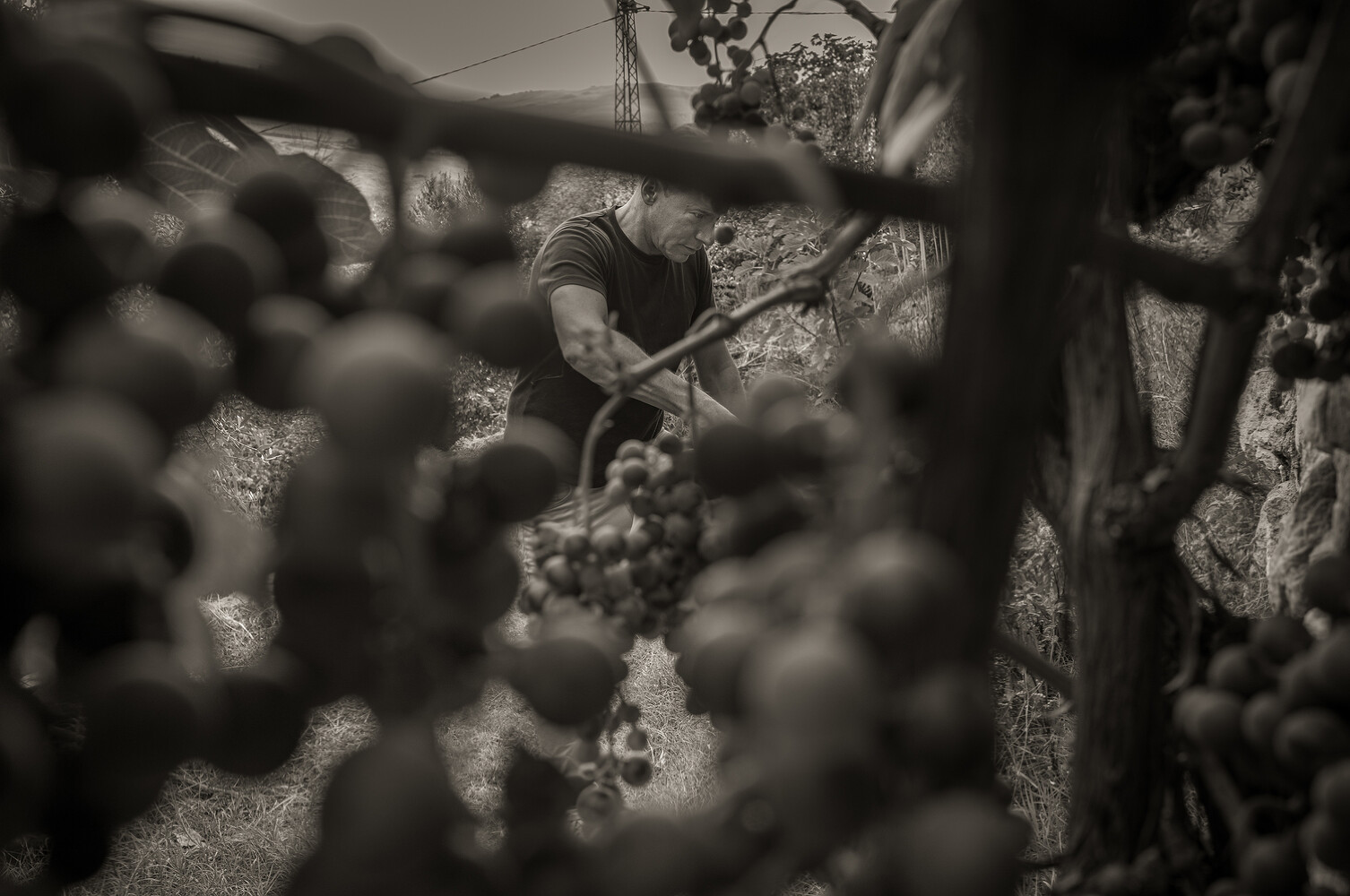 Mayor of Civitacampomarano