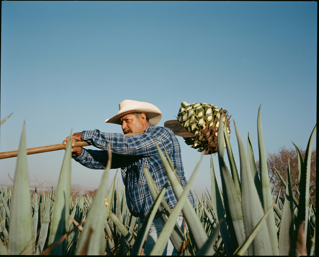 Tanteo Tequila