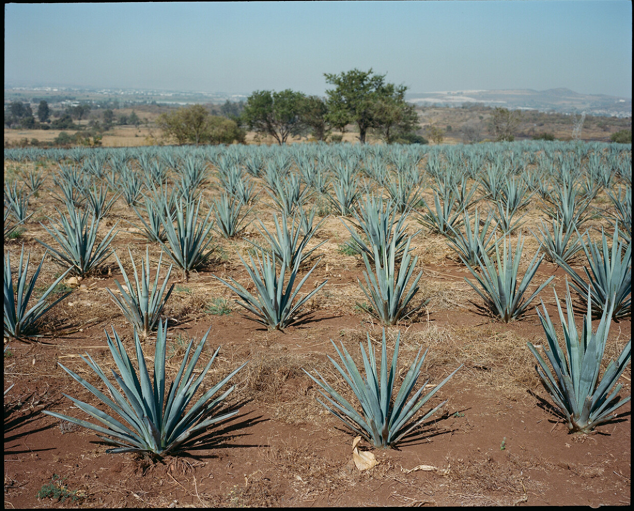Tanteo Tequila