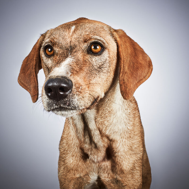 Vogue Greece, Takis Animal Shelter