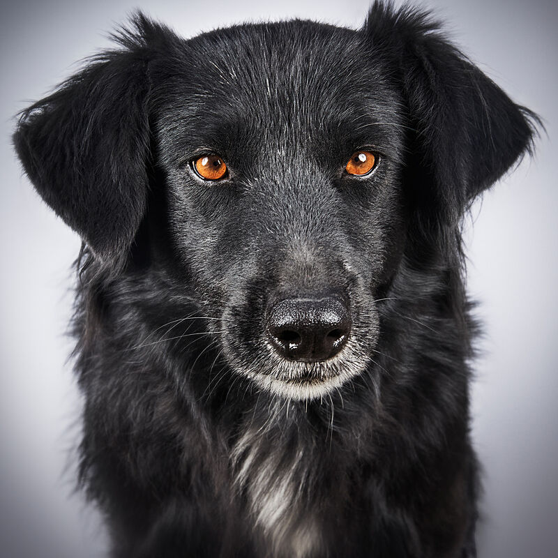 Vogue Greece, Takis Animal Shelter