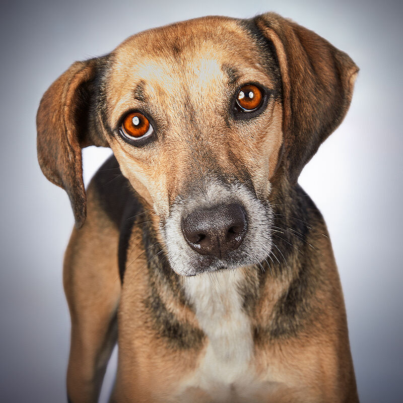 Vogue Greece, Takis Animal Shelter