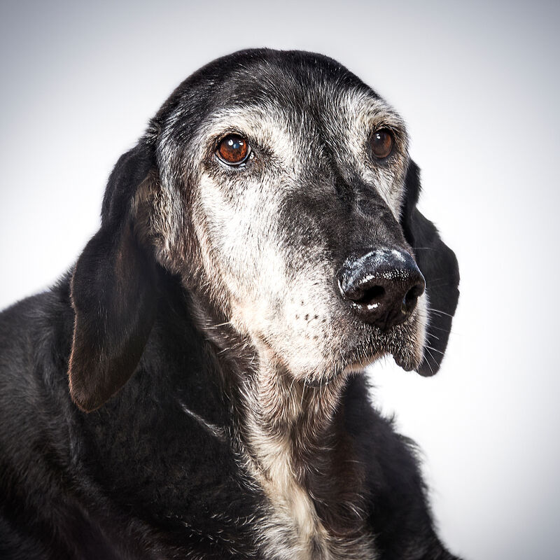 Vogue Greece, Takis Animal Shelter