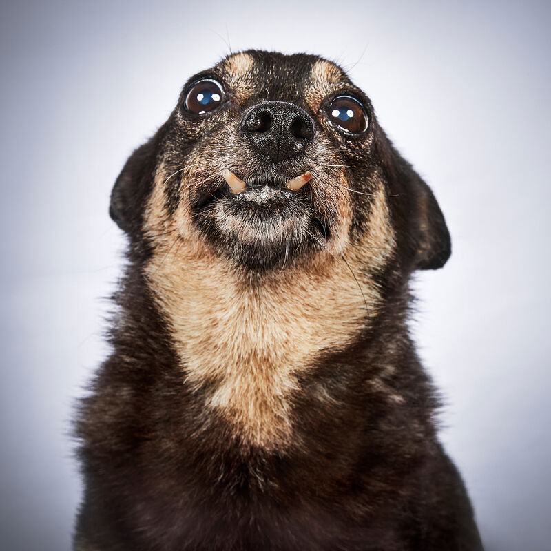 Vogue Greece, Takis Animal Shelter