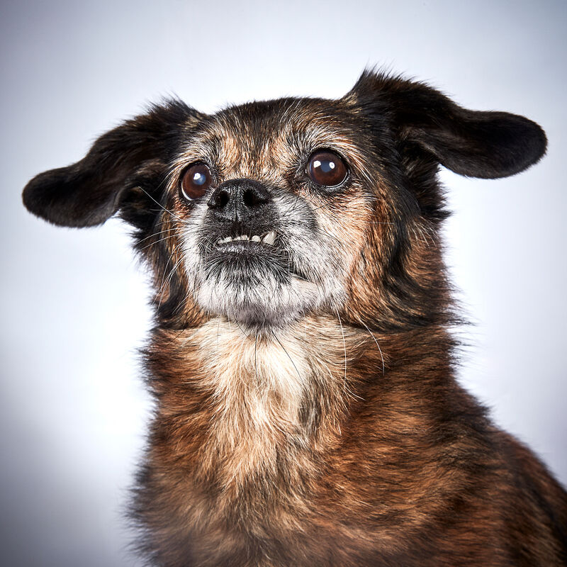 Vogue Greece, Takis Animal Shelter