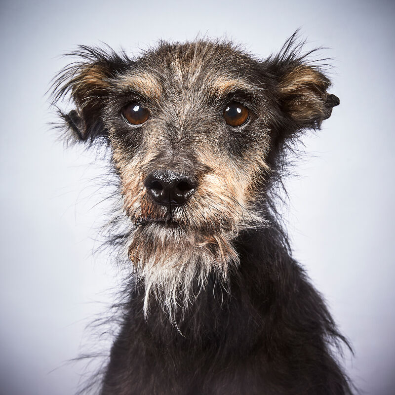 Vogue Greece, Takis Animal Shelter