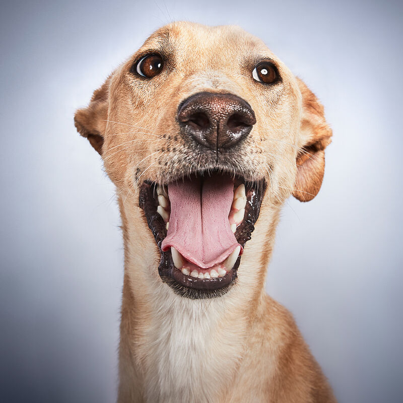 Vogue Greece, Takis Animal Shelter