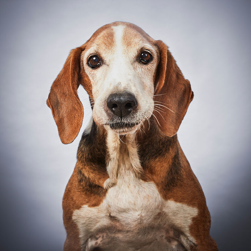 Vogue Greece, Takis Animal Shelter