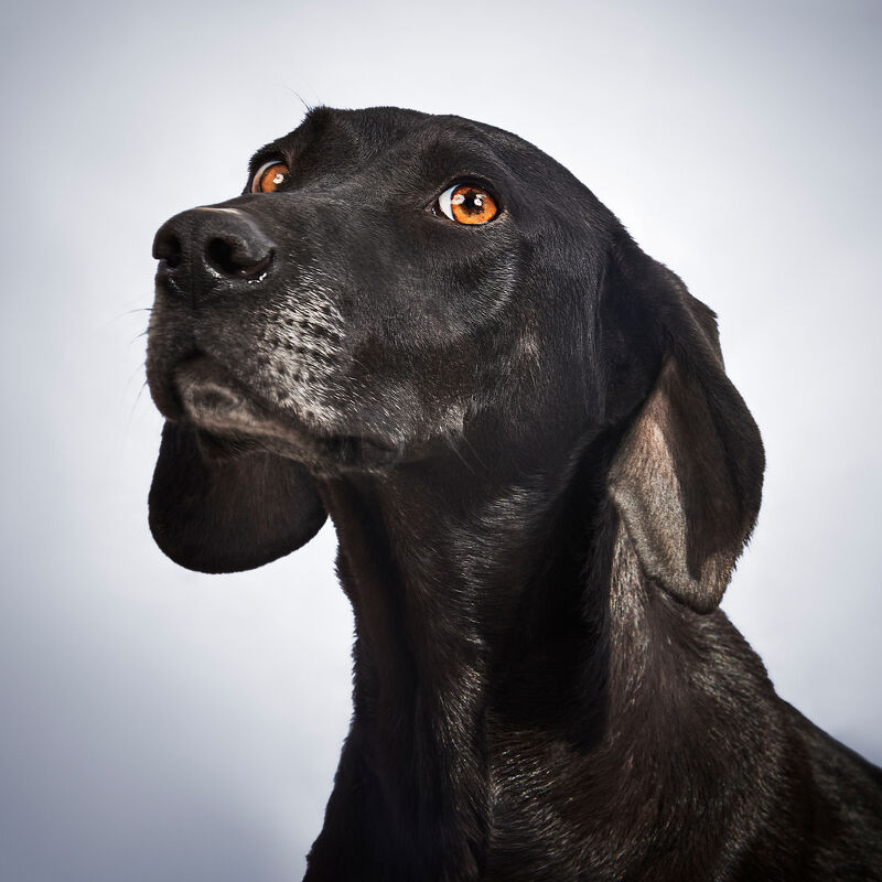 Vogue Greece, Takis Animal Shelter