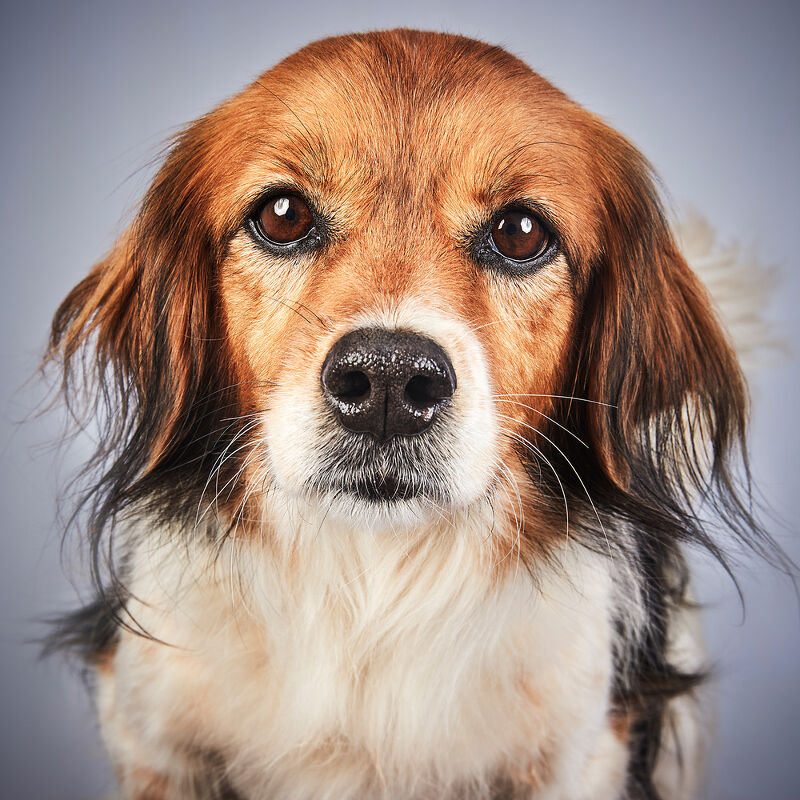 Vogue Greece, Takis Animal Shelter