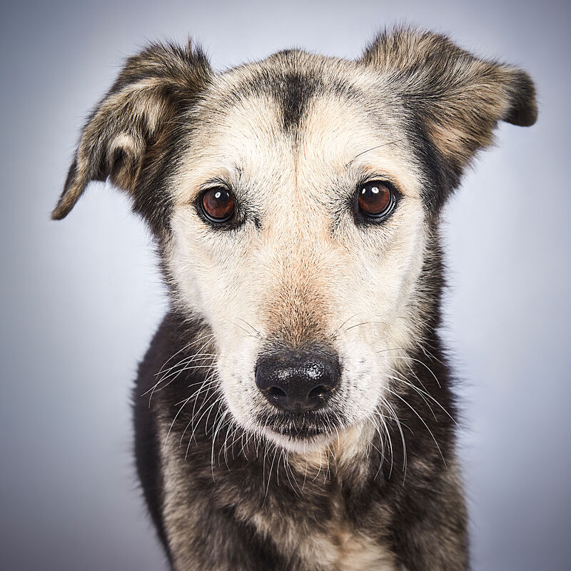 Vogue Greece, Takis Animal Shelter