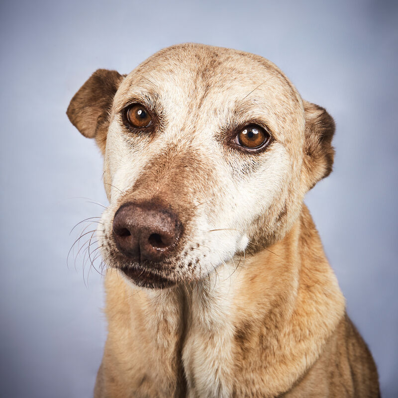 Vogue Greece, Takis Animal Shelter