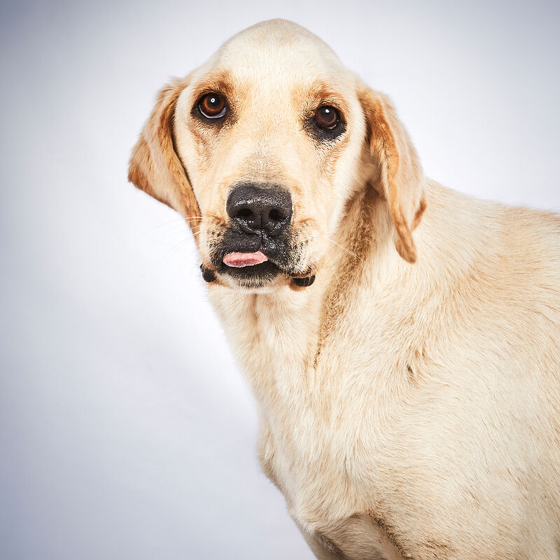 Vogue Greece, Takis Animal Shelter