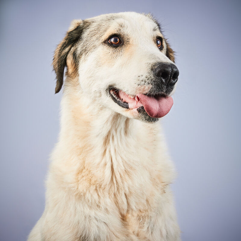 Vogue Greece, Takis Animal Shelter