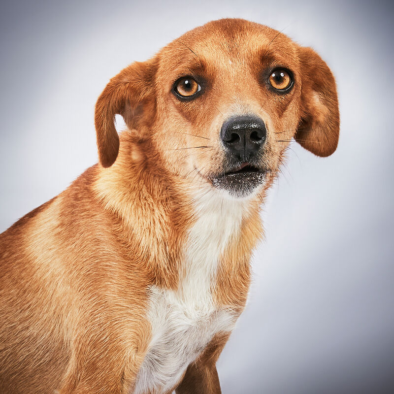 Vogue Greece, Takis Animal Shelter