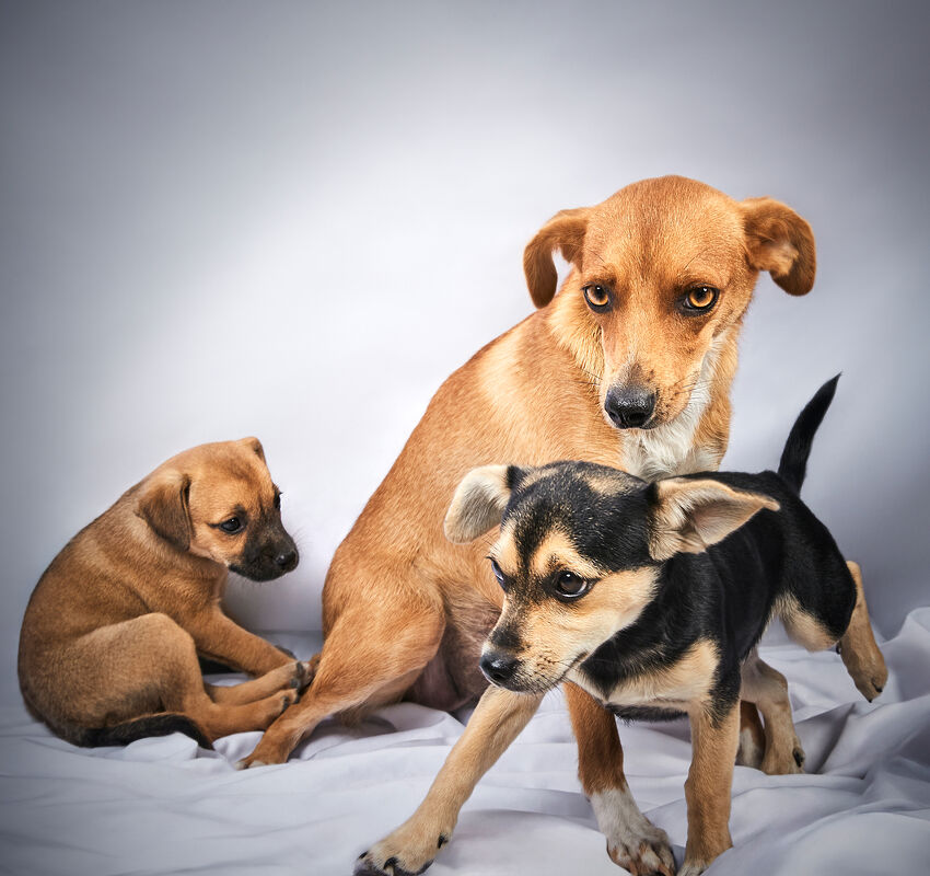 Vogue Greece, Takis Animal Shelter