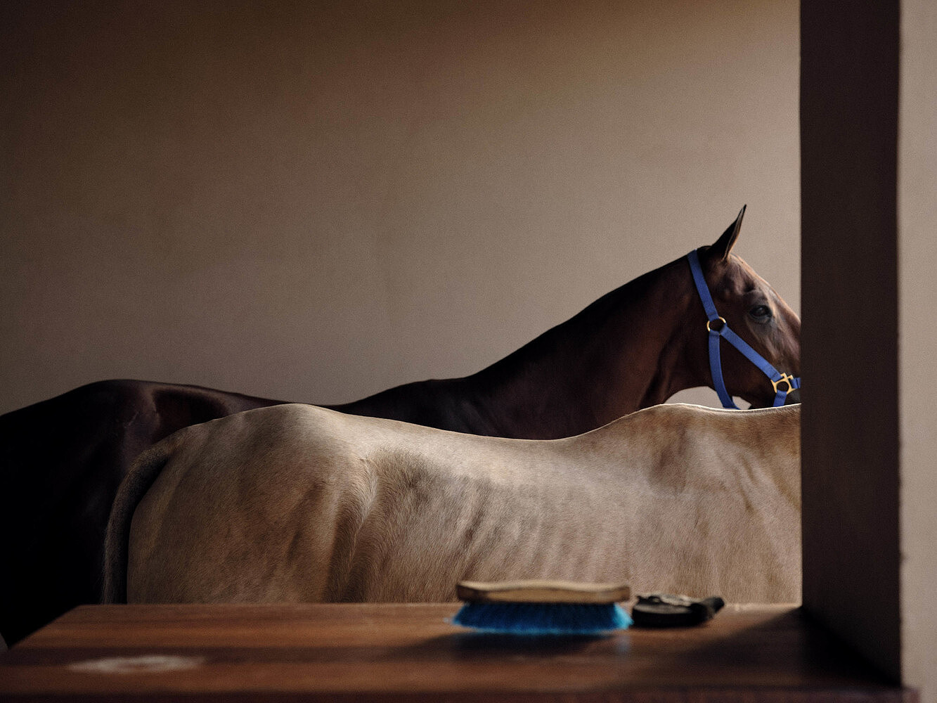 One and Only Mandarina