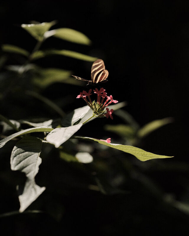 One and Only Mandarina