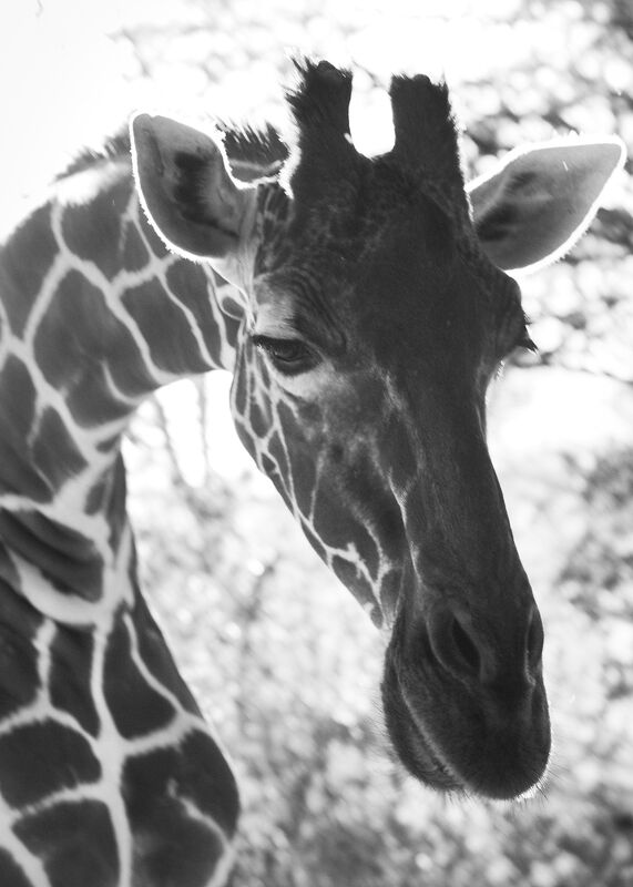 Personal Work | Kenya