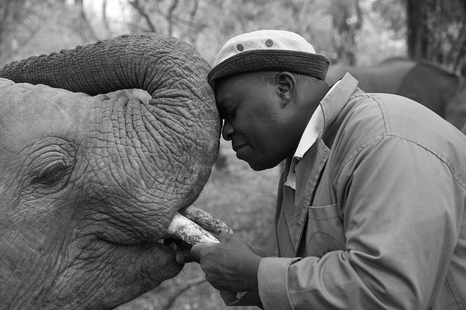 Sheldrick Wildlife Trust