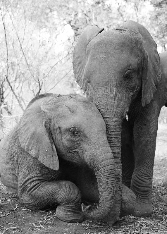 Sheldrick Wildlife Trust