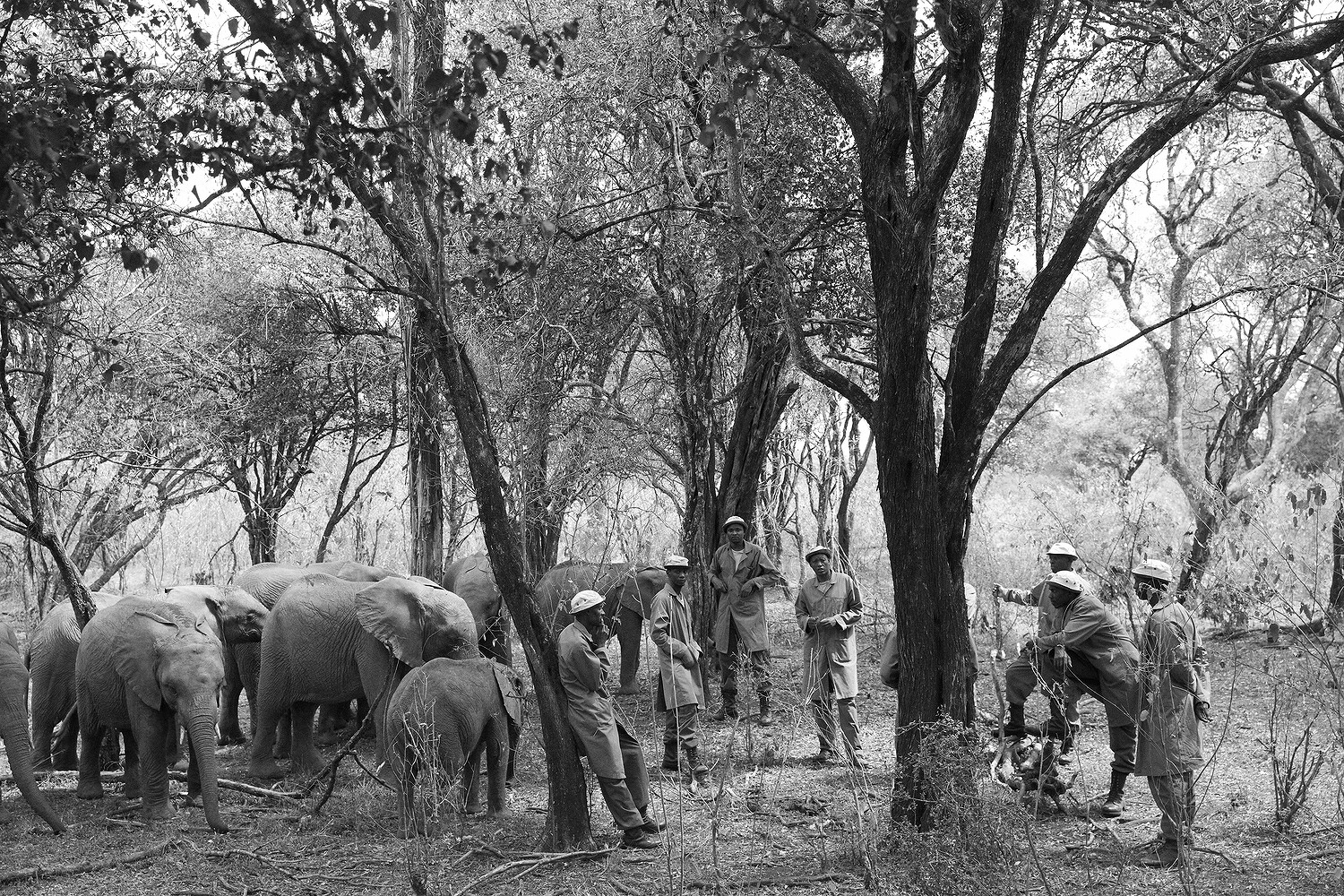 Sheldrick Wildlife Trust