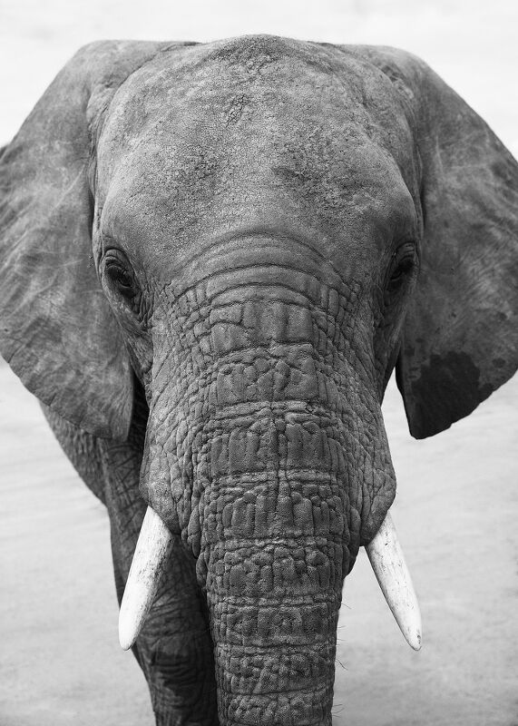 Sheldrick Wildlife Trust