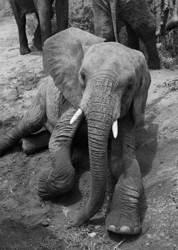 Sheldrick Wildlife Trust