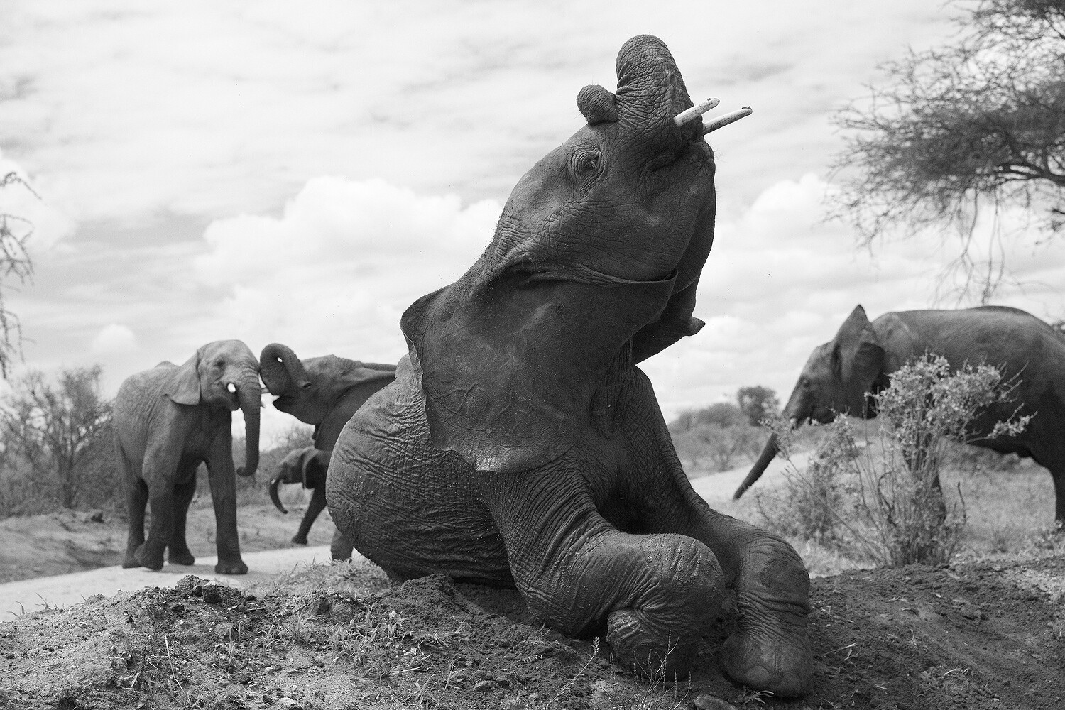 Sheldrick Wildlife Trust