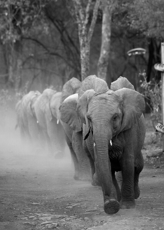 Sheldrick Wildlife Trust