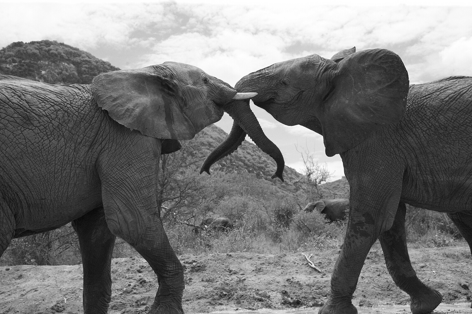 Sheldrick Wildlife Trust
