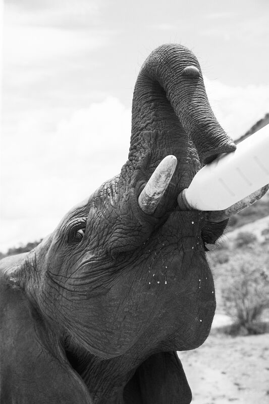Sheldrick Wildlife Trust