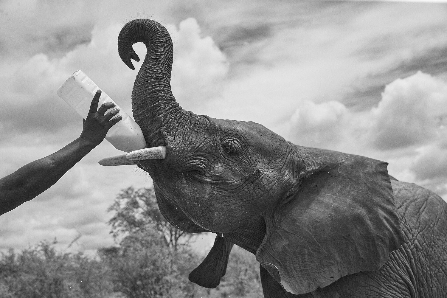 Sheldrick Wildlife Trust