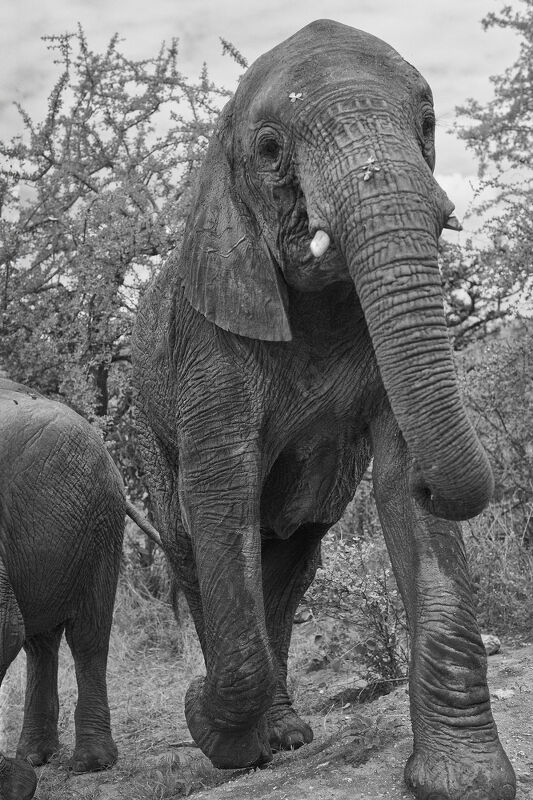 Sheldrick Wildlife Trust