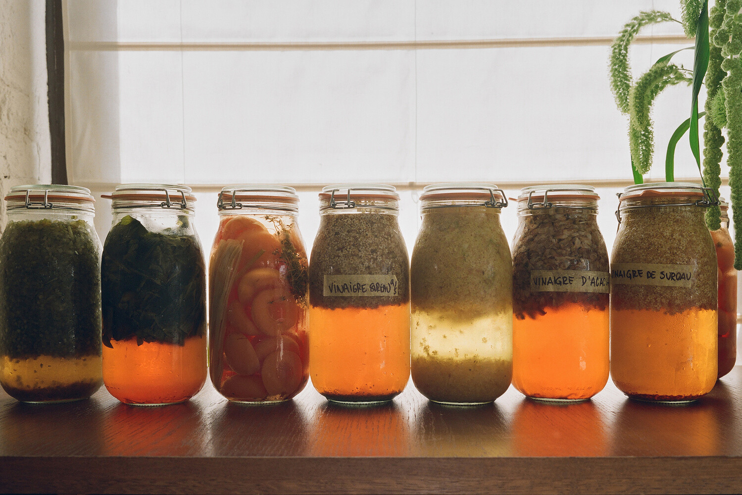 Dandelion, Milk Magazine