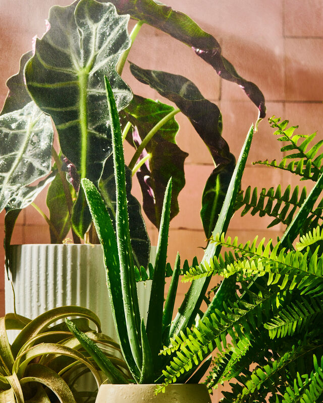 Sophia  Eleni  Pappas